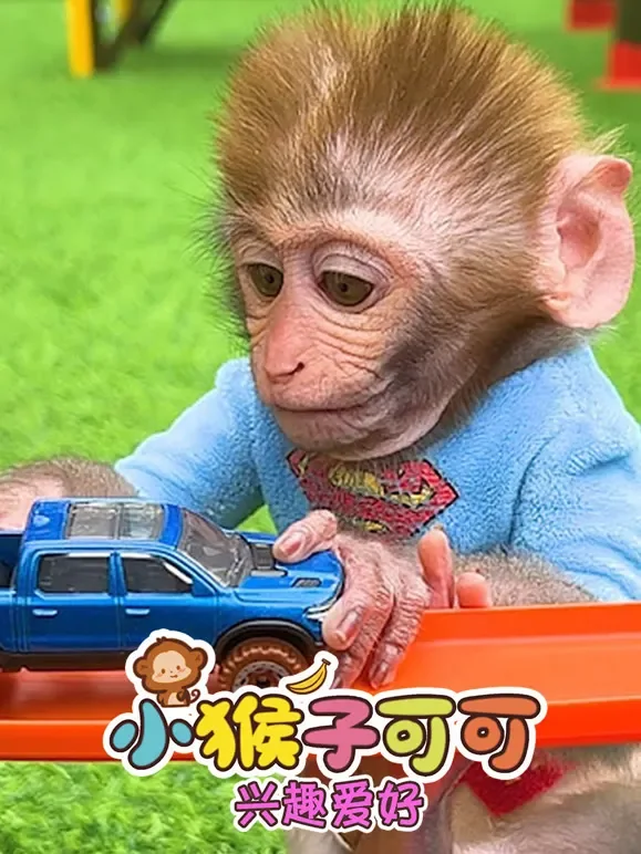 小猴子可可兴趣爱好动漫海报