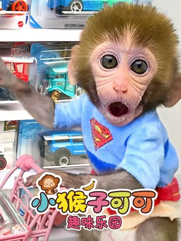 小猴子可可趣味乐园动漫海报