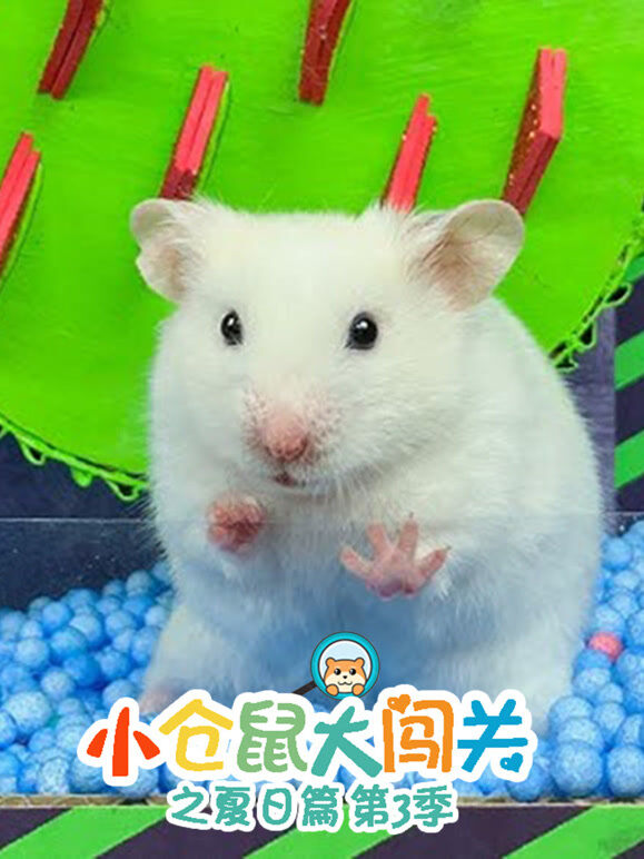 小仓鼠大闯关之夏日篇 第3季