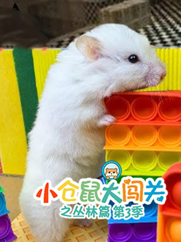 小仓鼠大闯关之丛林篇 第3季