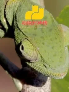 动物封神榜动漫海报