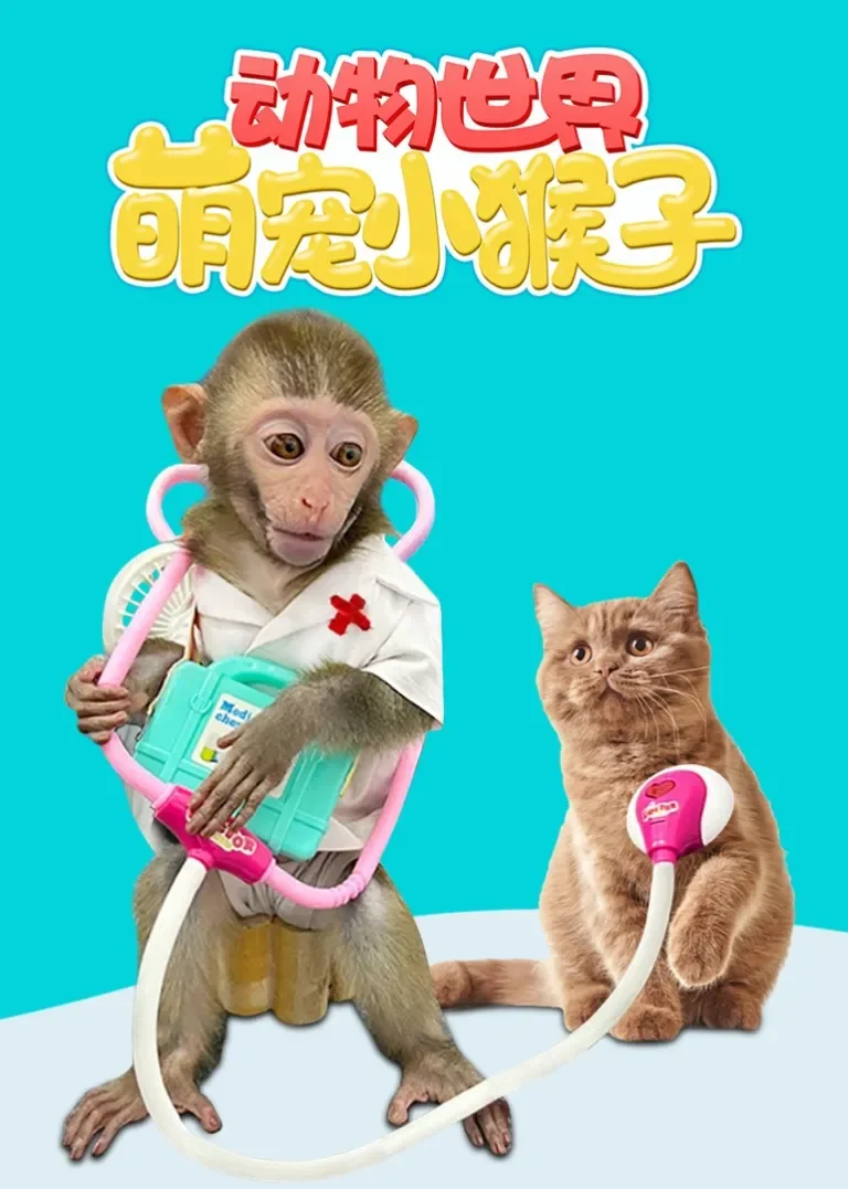 动物世界之萌宠小猴子动漫海报