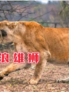 流浪雄狮追杀白狮家族，雌狮反击危在旦夕，多亏长颈鹿救场