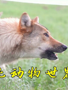 野狼和圈养狼到底有啥区别进入狼群实拍，堪比动物世界