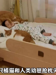 捡回来的小橘猫喜欢和人类幼崽抢枕头，抢着抢着就长大了