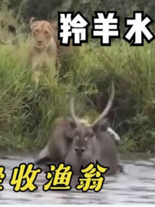 动物世界:羚羊水中角斗，狮子坐收渔翁之利