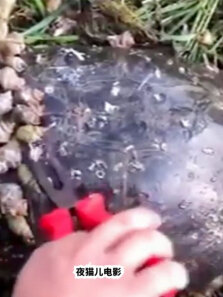 海龟的龟壳上寄生了很多甲壳类动物，用钳子帮海龟清理