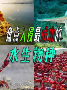 盘点各国泛滥成灾的物种，到底有多可怕连吃货都不敢解决