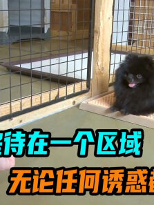 狗狗始终待在一个区域，无论任何诱惑都不离开