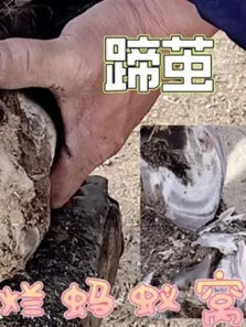 肉垫膨出成茧蛋蹄放不平，利刀铲除蹄茧血泡蚂蚁洞，可怜驴解脱了