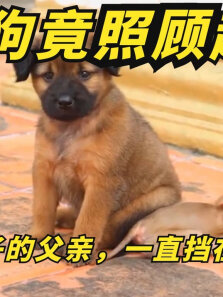 小奶狗照顾被遗弃的猴子，充当小猴子的父亲，一直挡在它的身前