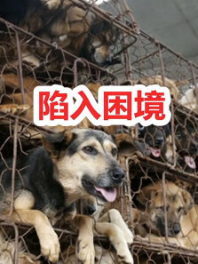 100多只狗危在旦夕，但是由于一些原因，该不该出手相救