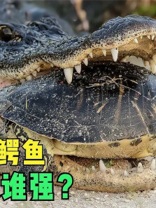 弱小的乌龟敢和鳄鱼硬碰硬，狭路相逢勇者胜，谁能胜出呢
