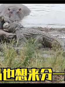 岸上的河马看到河中的兄弟有难，一跃而下火速支援