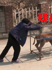 奶奶救了头残疾的小牛，每天用轮椅推着它走，感动了无数人