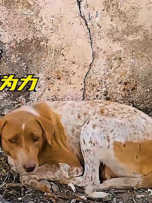 孩子在眼前生命垂危，狗妈妈只能眼睁睁看着，好心小哥出手相救