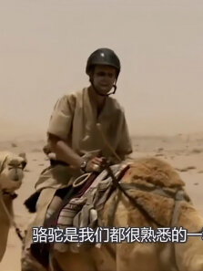 没了脑袋的骆驼也能活当它转过身后，众人捧腹大笑