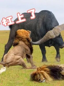 动物世界 水牛与狮子疯狂搏斗 看着都肉疼