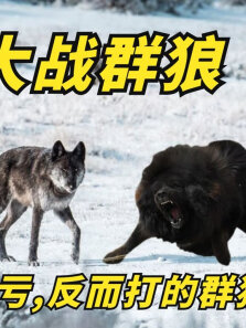 藏獒大战群狼，不仅没有吃亏，反而打的群狼不敢造次