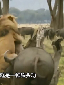 虚构:孩子被狮子猎杀后牛妈哭得好伤心，复仇时把狮子打得躲树上