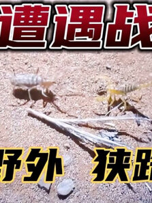 荒郊野外，骆驼蜘蛛跟蝎子狭路相逢，展开遭遇战（4K超清）