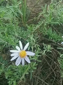 我们管这个叫林条，你们那儿呢，怎么称呼