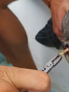 海龟鼻孔里被人塞进去一根长长的吸管，一直伴随着它长大