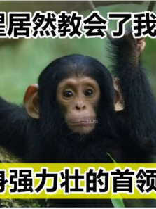 黑猩猩居然教会了我谈恋爱身强力壮的首领都比不过