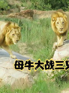 野牛单挑三只雄狮，寡不敌众被摁倒，惨遭掏肛锁喉之痛