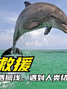 被缚海豚又遇搁浅，遇到人类结局暖人心