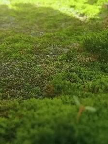 苔痕上阶绿，草色入帘青，咋样