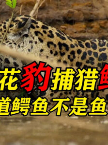 美洲豹捕猎鳄鱼，难道鳄鱼不是鱼
