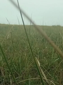 下过雨的夏天傍晚，我真的很期待