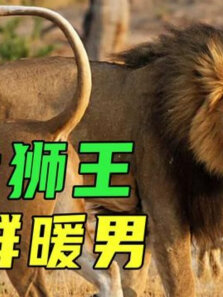 史上最温柔狮王，对待入侵者凶狠残暴，却主动狩猎给老婆孩子吃