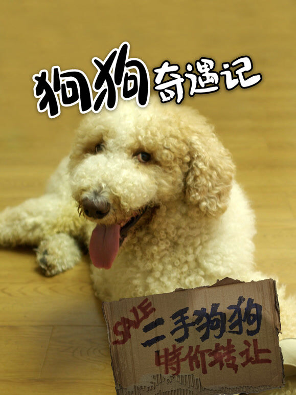 狗狗奇遇记