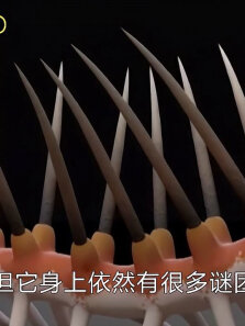 史前怪诞虫有多诡异外形像蜈蚣，却能像人类一样直立行走