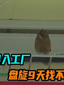 猫头鹰误入工厂，盘旋9天找不到出口，工人设法营救