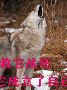 老狼为救它战死，它趁狼群内乱，拐走一个老婆