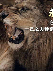 鬣狗杀手银泰杜梅拉 曾以一己之力秒杀两届鬣狗女王