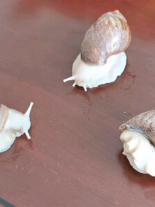 我的极速蜗牛，快不