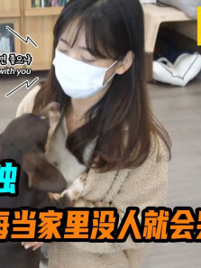 狗狗害怕孤独，每当家里没人就会哭泣，直到有人出现才停止