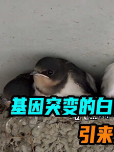 基因突变的白色燕子，引来无数游客围观拍照