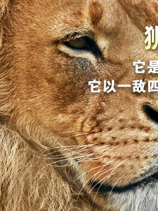 它是鬣狗的终结者 以一敌四击退四只雄狮