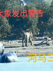 三头雄狮围攻狮王，大象发出警告，河马三次出手相救