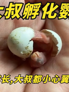 大叔孵化鹦鹉蛋，从破壳到成长，无时无刻都体现出了父爱