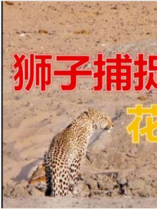 雄狮妄图捕猎花豹，却遭遇到母狮的围攻，花豹装死逃过一劫