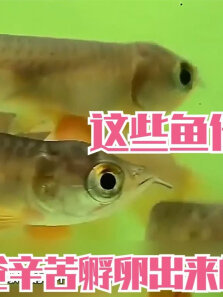 鱼爸爸扛下所有，什么事都是一个人默默的承受，把最好的给我们