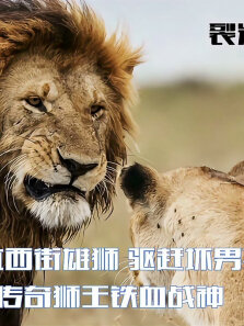 传奇狮王战斗的一生，对抗西街雄狮，驱赶坏男孩联盟