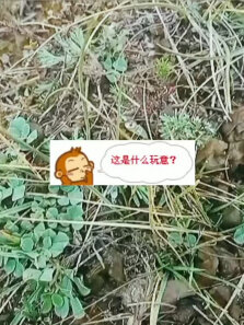 谁知道这是啥东西，在你们那儿肯定有个不一样的的名字
