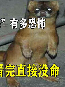 黄鼠狼死亡之舞有多恐怖，兔子看完直接没命，真这么邪乎